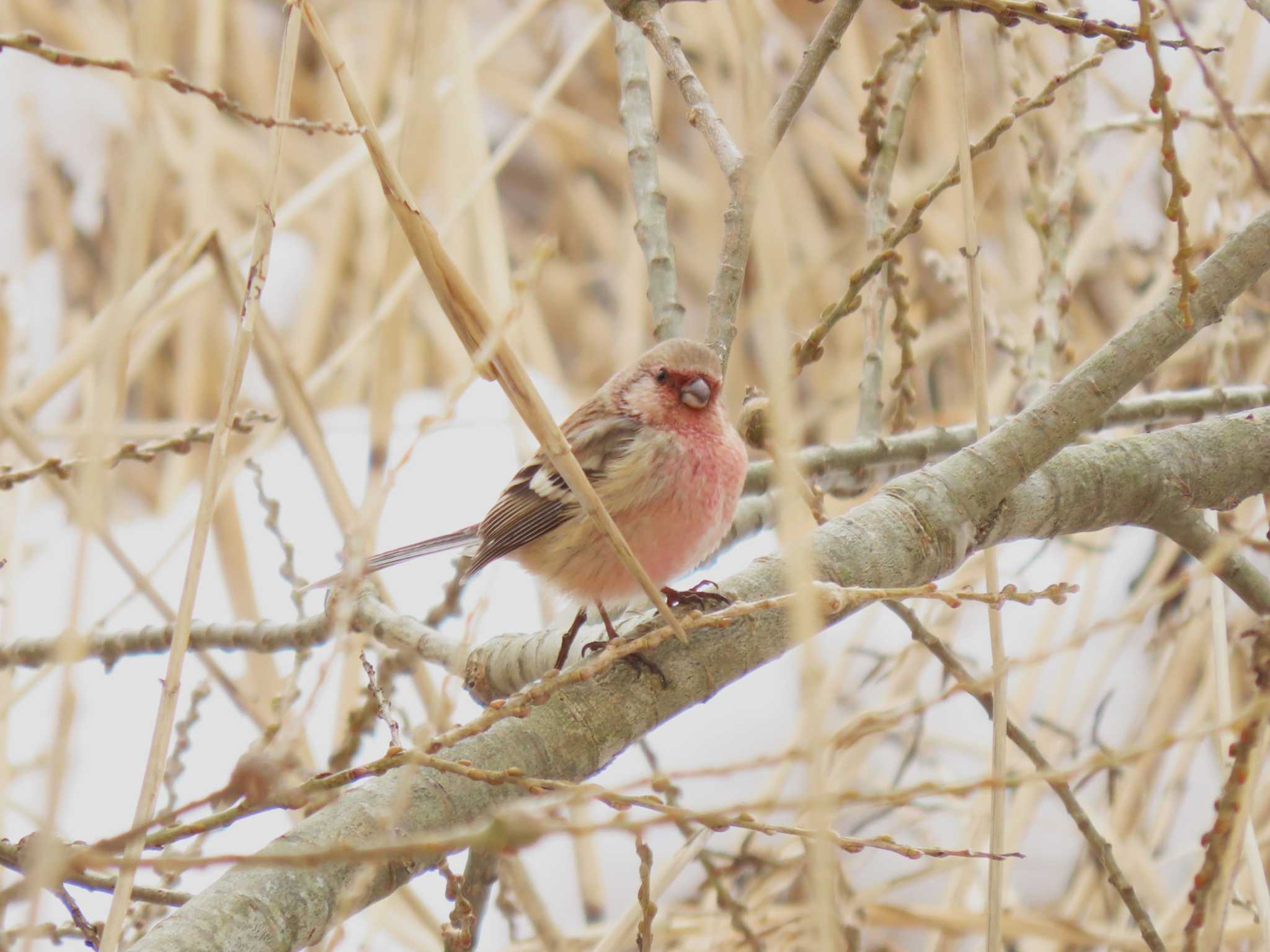 Siberian Long-tailed Rosefinch