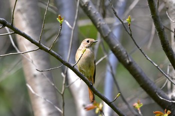 Daurian Redstart 加木屋緑地 Mon, 3/26/2018