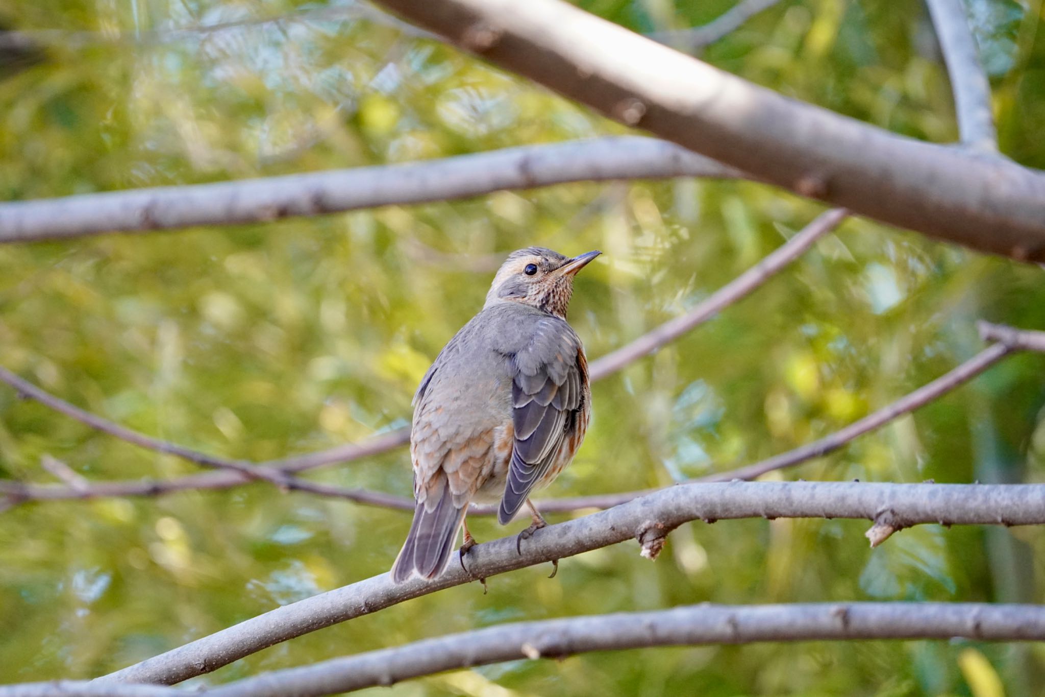 Photo of Naumann's Thrush at  by manu