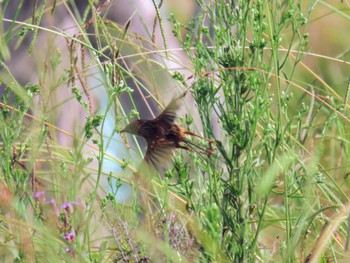 Southern Emu-wren Central Coast Wetlands Pioneer Dairy(NSW) Sun, 1/7/2024