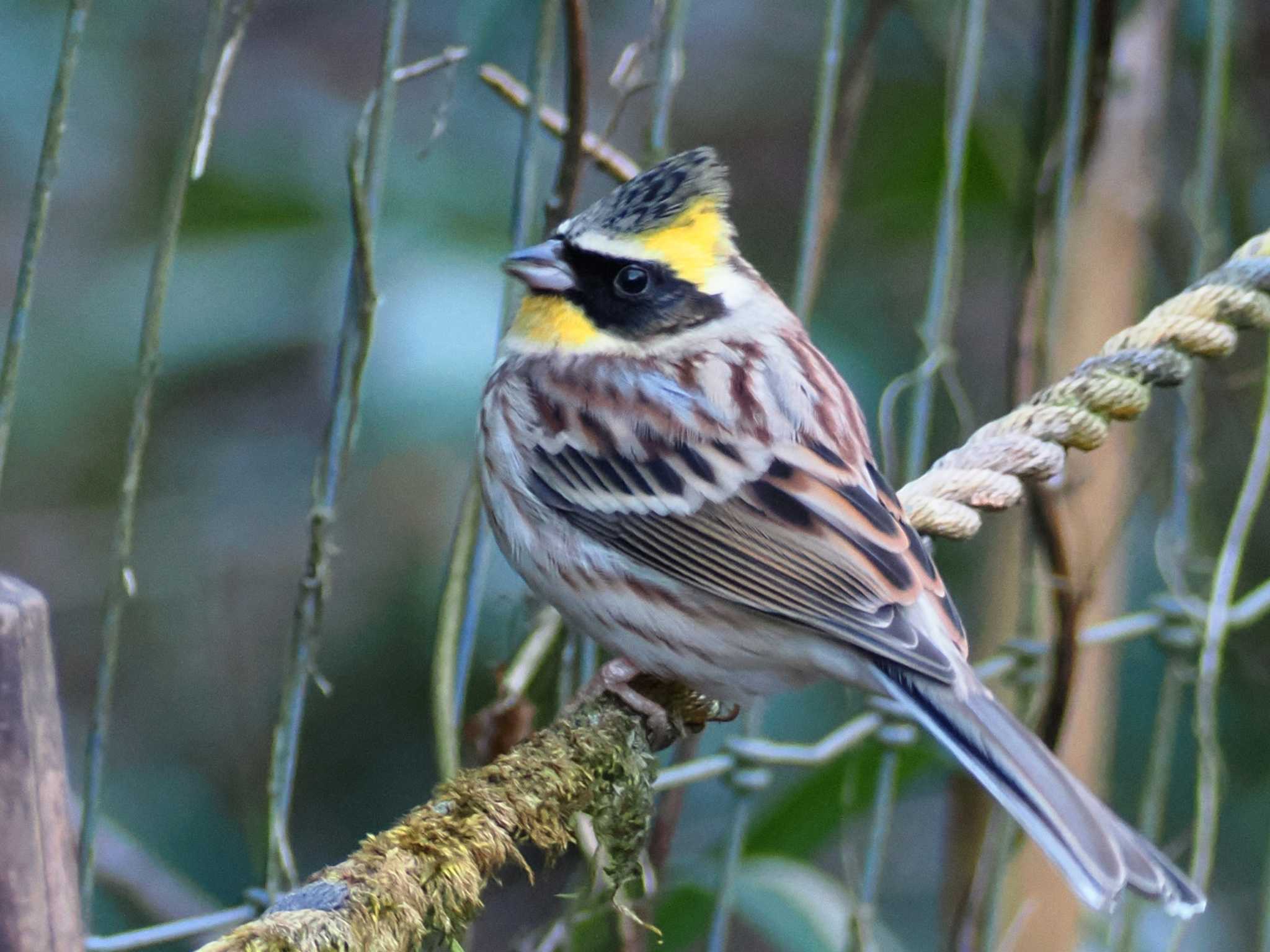 Photo of Yellow-throated Bunting at 多摩森林科学園 by ぴろり