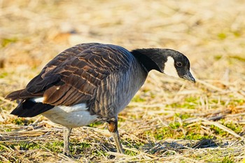 Cackling Goose 千葉県 Sat, 1/27/2024