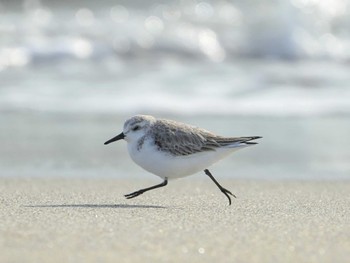 ミユビシギ 表浜海岸 2024年1月30日(火)