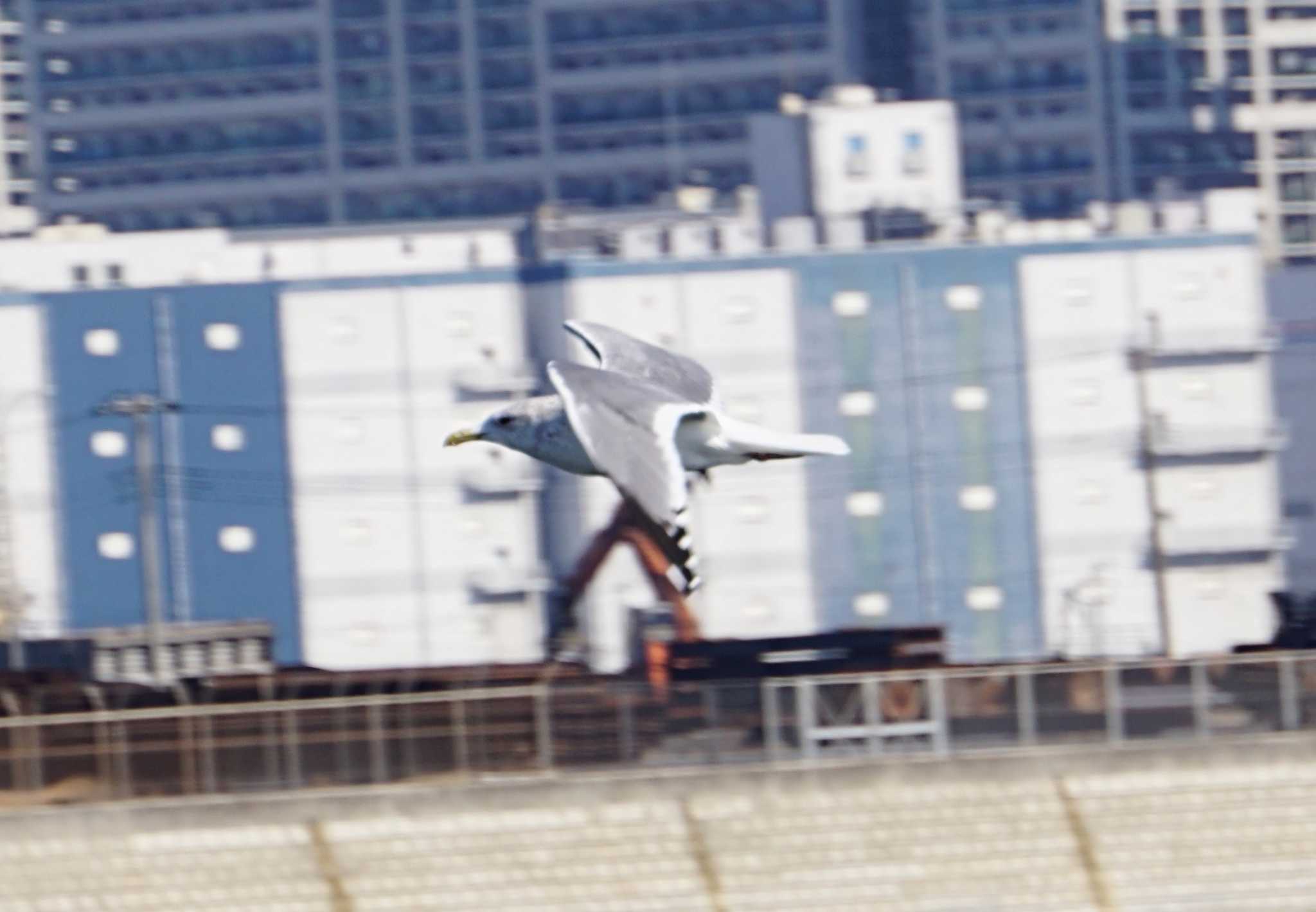 ふなばし三番瀬海浜公園 セグロカモメの写真 by はるあお