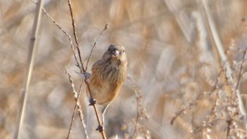 2024年1月28日(日) 平城宮跡の野鳥観察記録