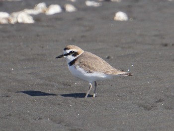 Kentish Plover Sambanze Tideland Tue, 1/30/2024