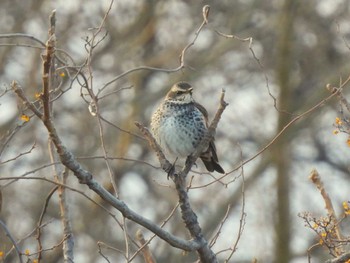 Dusky Thrush Minuma Rice Field Sun, 1/28/2024