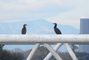 Great Cormorant Minuma Rice Field Sun, 1/28/2024