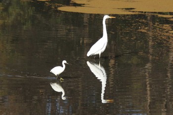 チュウサギ 山田池公園 2024年1月30日(火)