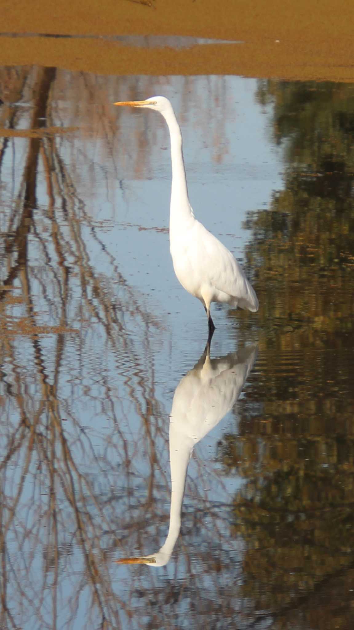 山田池公園 チュウサギの写真 by Ryoji-ji