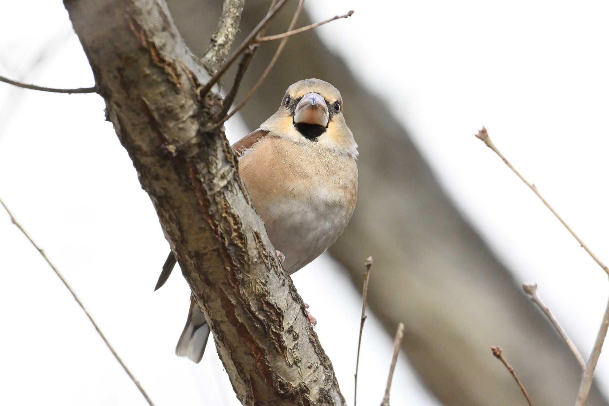 Hawfinch