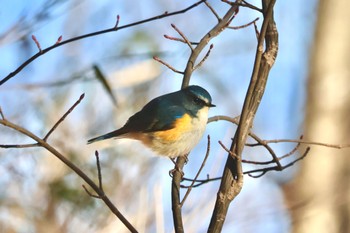 ルリビタキ 埼玉県民の森 2024年1月28日(日)