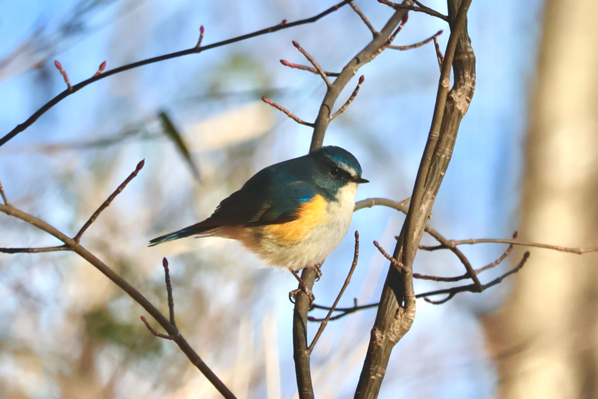 Photo of Red-flanked Bluetail at Saitama Prefecture Forest Park by カバ山PE太郎