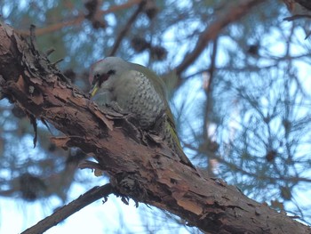 Tue, 1/30/2024 Birding report at 各務野自然遺産の森