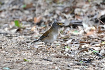 Pale Thrush 加木屋緑地 Mon, 3/26/2018