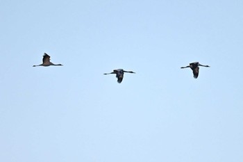 Common Crane 千葉県 Mon, 1/29/2024