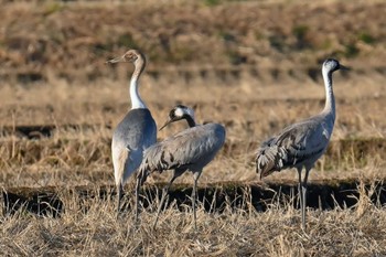 Common Crane 千葉県 Mon, 1/29/2024