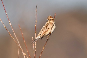 Common Reed Bunting 黒浜沼 Tue, 1/30/2024