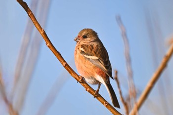 Siberian Long-tailed Rosefinch 黒浜沼 Tue, 1/30/2024