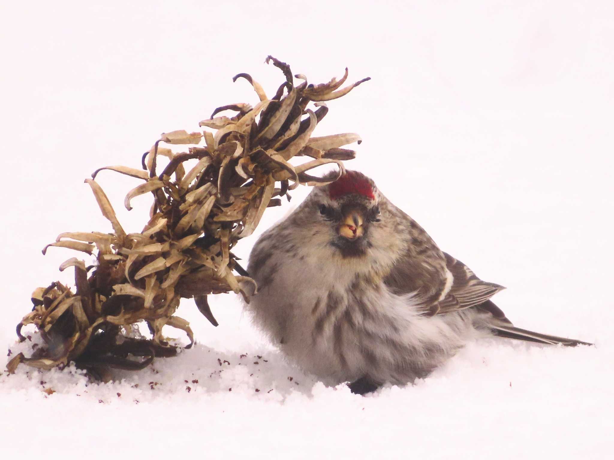 Common Redpoll