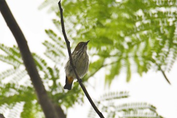 Yellow-vented Flowerpecker Phia Oac National Park Tue, 5/2/2023