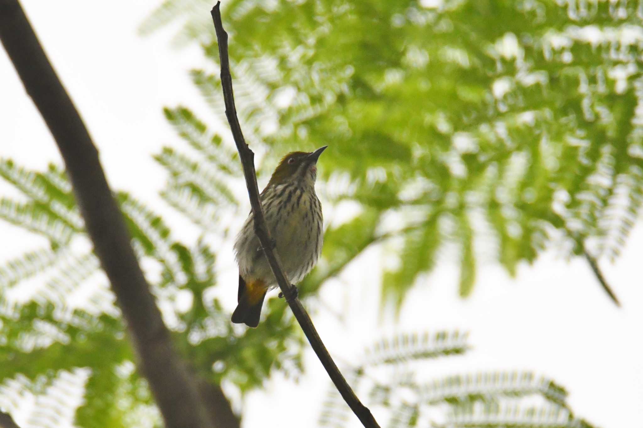 Yellow-vented Flowerpecker