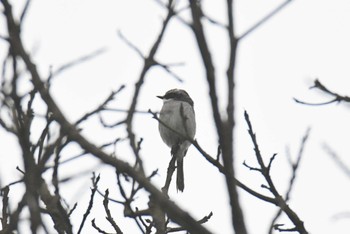 Grey Bush Chat Phia Oac National Park Tue, 5/2/2023