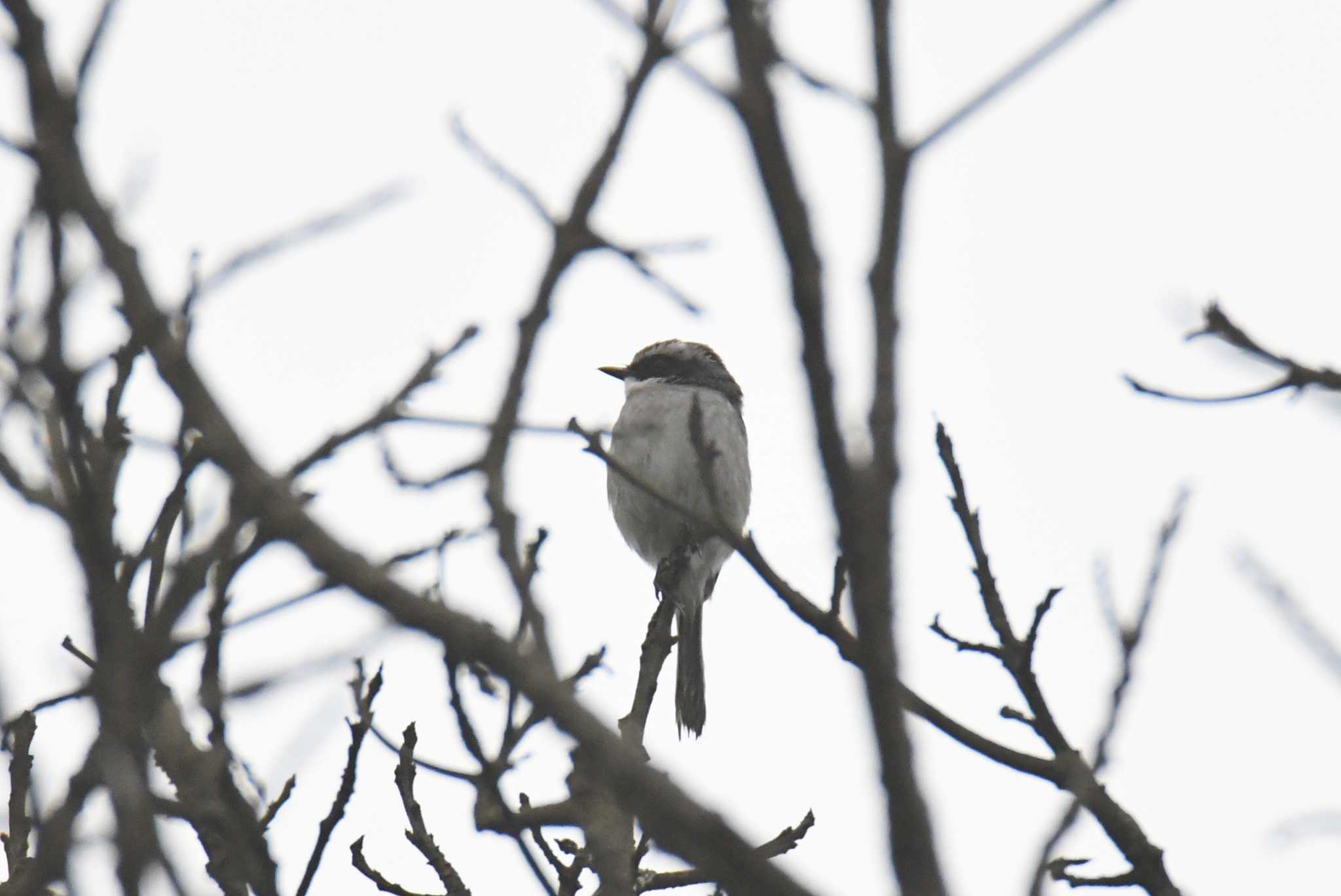 Grey Bush Chat