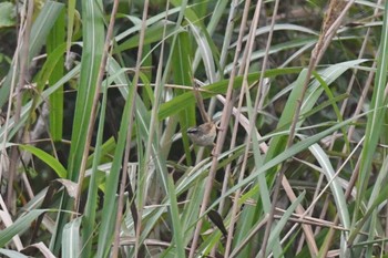 マユハウチワドリ Phia Oac National Park 2023年5月2日(火)