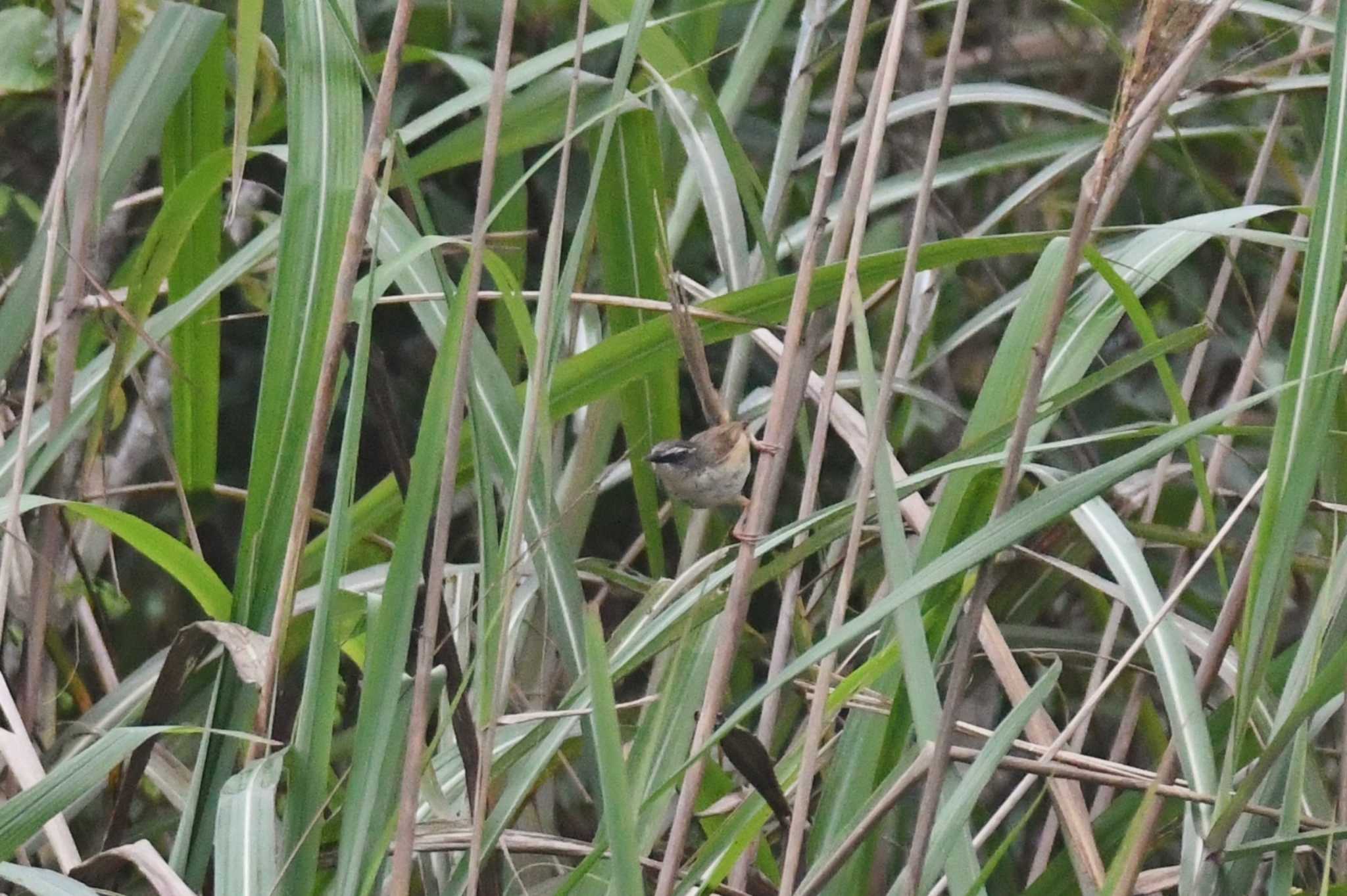 Hill Prinia