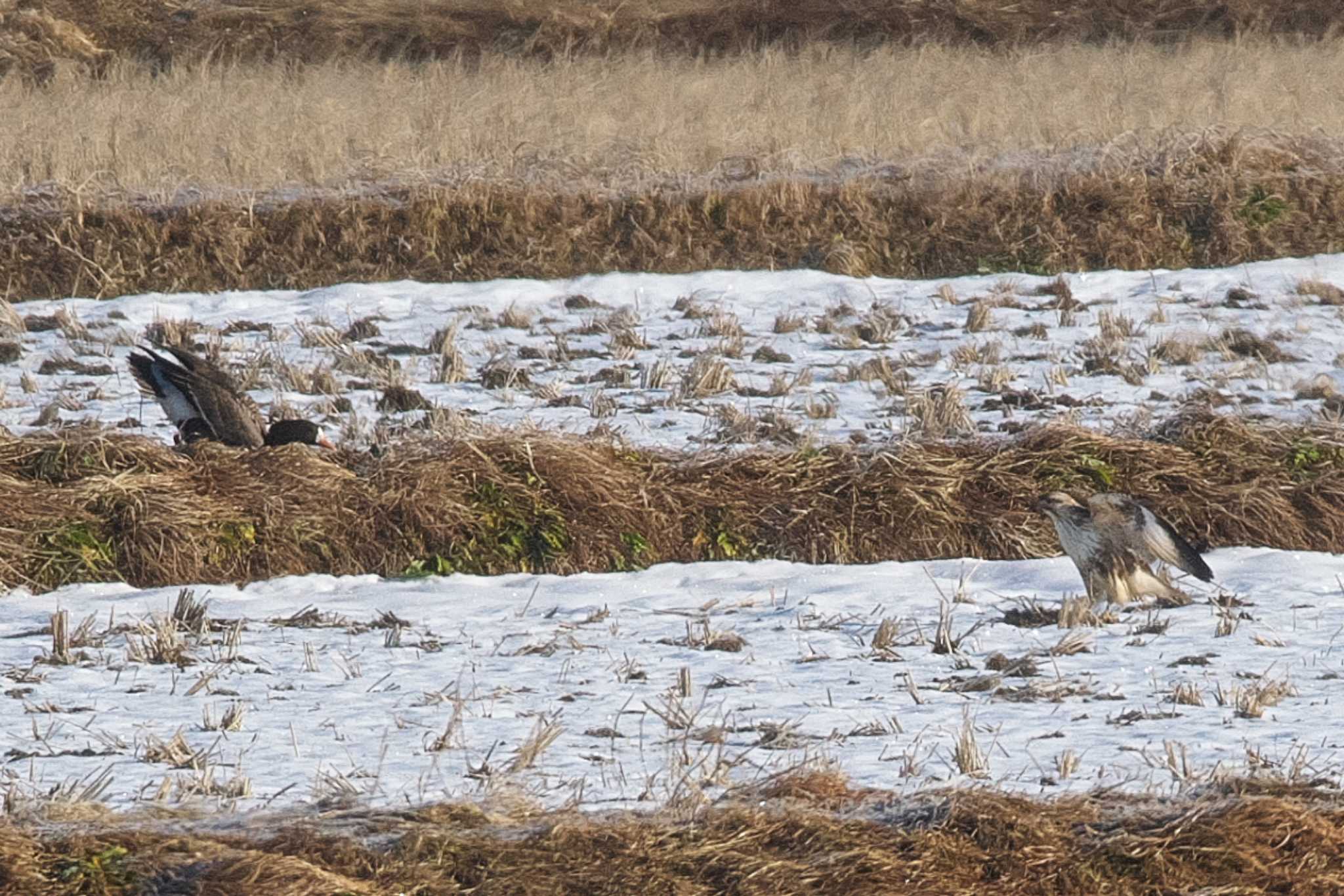 Eastern Buzzard