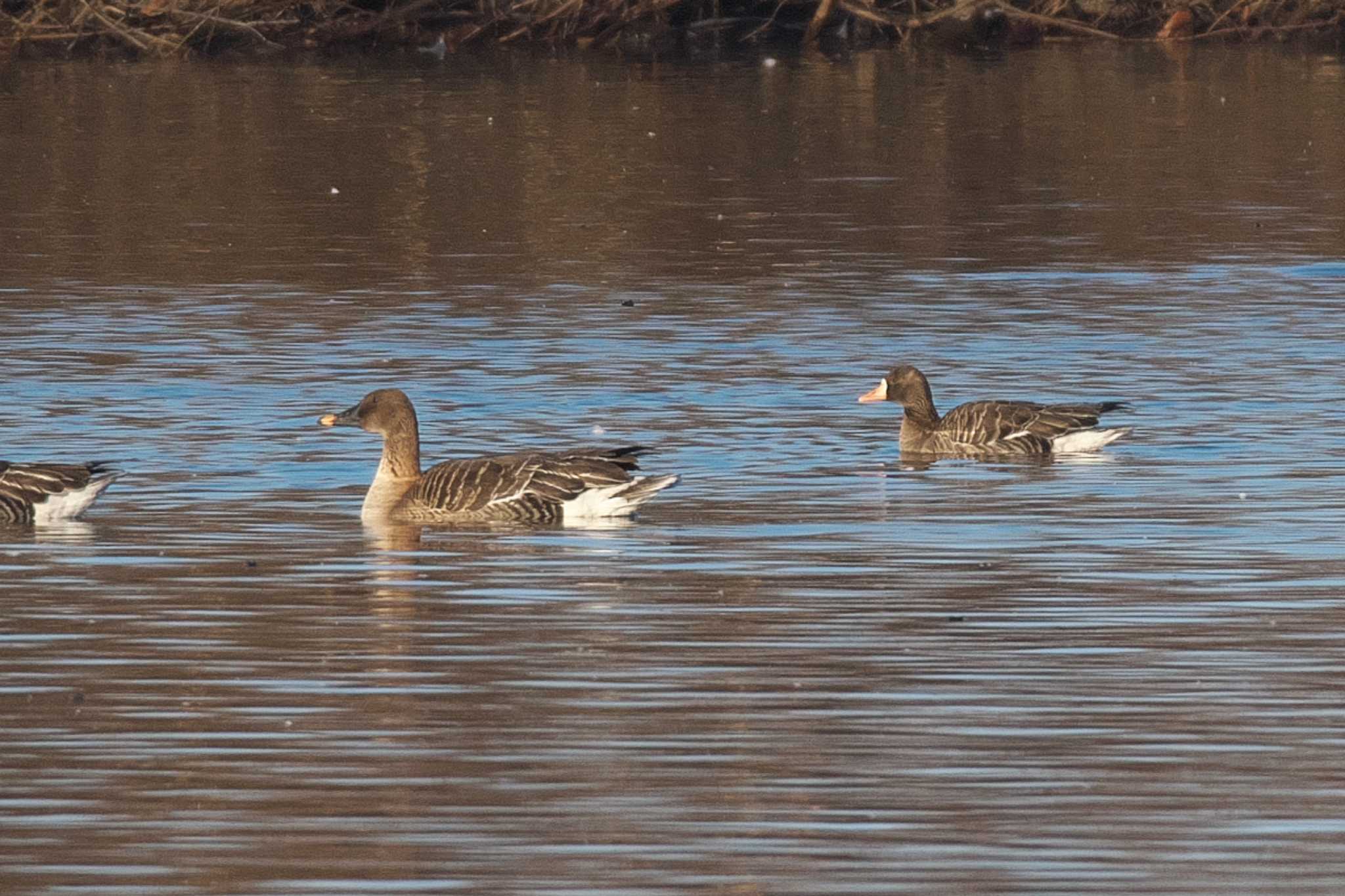 Tundra Bean Goose