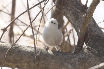 2024年1月28日(日) 伊豆沼の野鳥観察記録