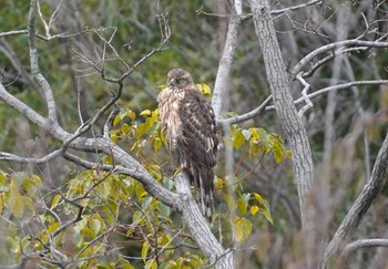 2024年1月28日(日) 大阪府の野鳥観察記録