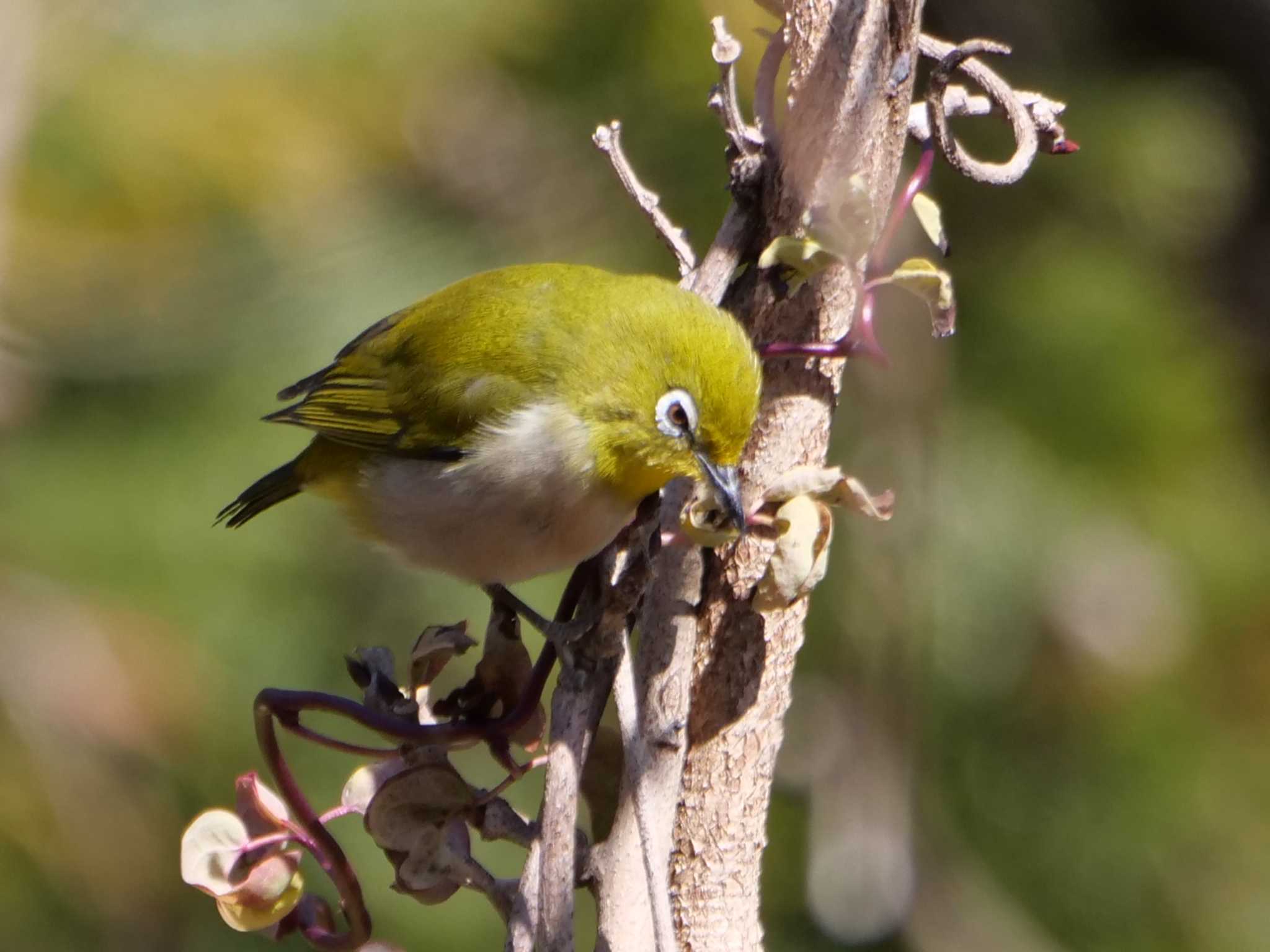 メジロ3態。　ある日の食べ物探し。　　　（原画です） by little birds