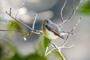 Red-breasted Flycatcher 桧原公園(常滑市) Mon, 1/22/2024