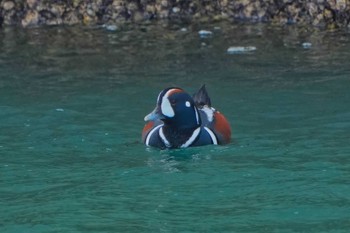 Harlequin Duck Unknown Spots Thu, 1/25/2024