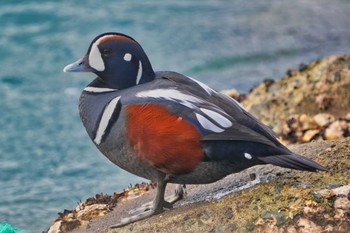 Harlequin Duck Unknown Spots Thu, 1/25/2024