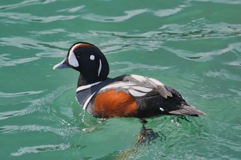 Harlequin Duck 福岡県 Thu, 1/25/2024