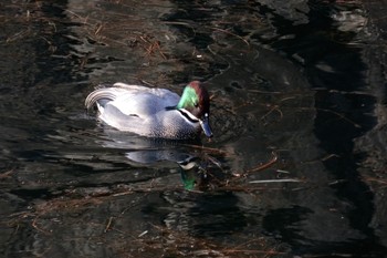 Falcated Duck Imperial Palace Mon, 2/12/2018