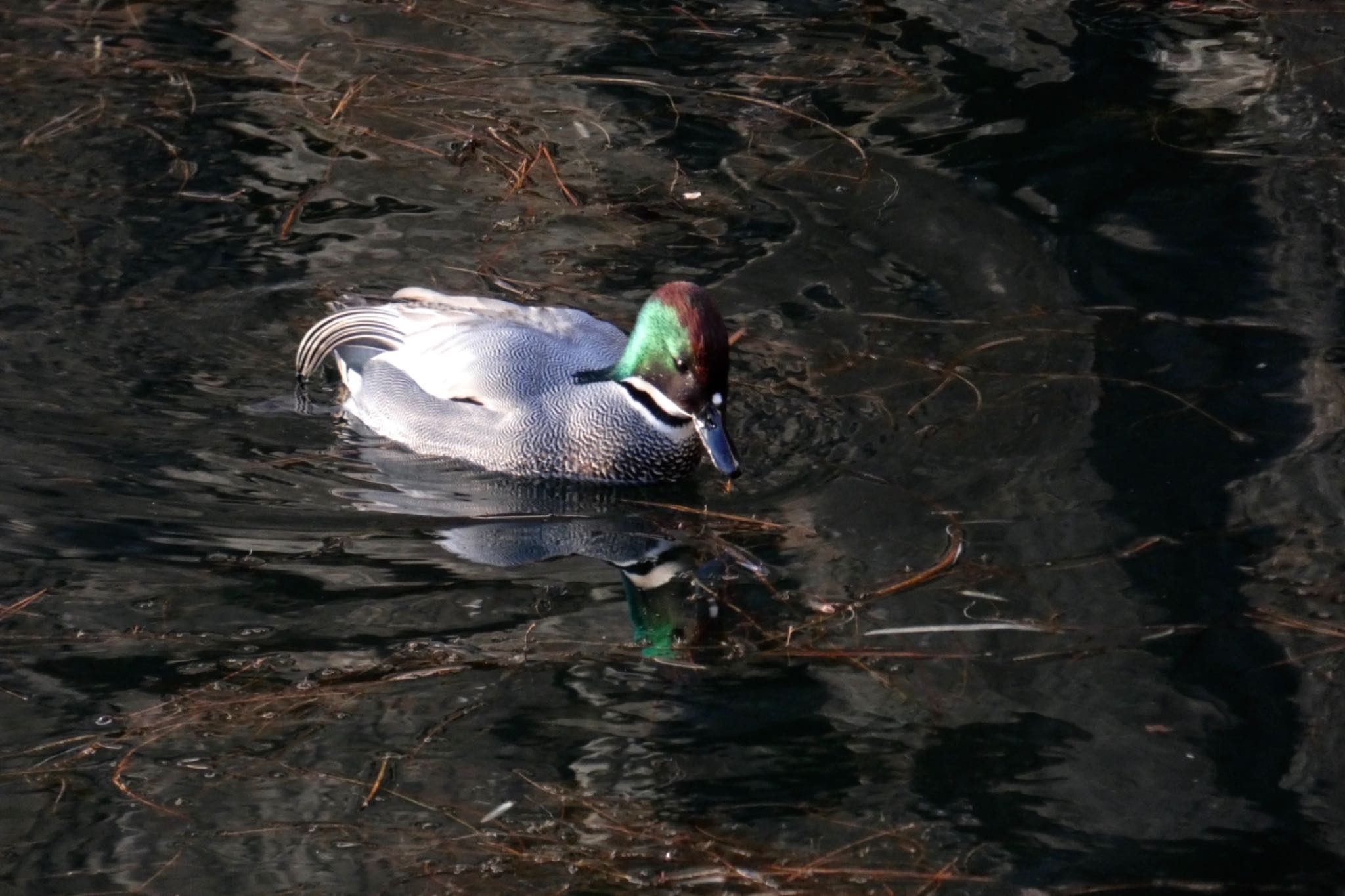 Photo of Falcated Duck at Imperial Palace by のどか