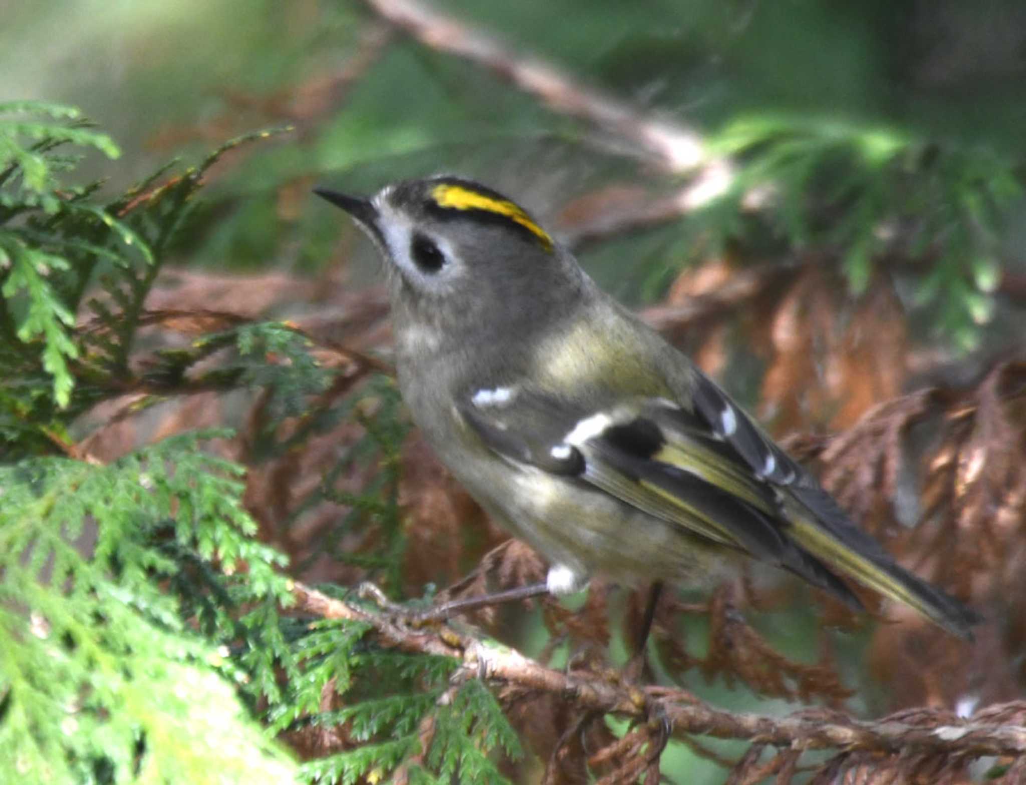 Photo of Goldcrest at 片倉城跡公園 by TOM57