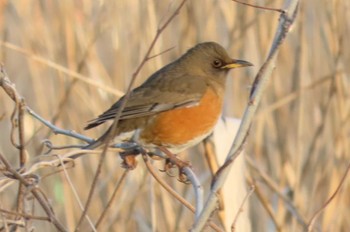 Mon, 1/29/2024 Birding report at 上谷沼調整池