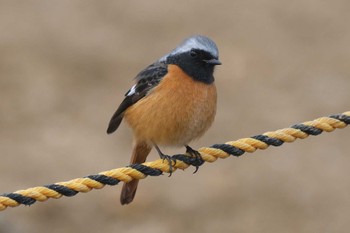 Daurian Redstart 金井遊水地(金井遊水池) Sun, 1/28/2024