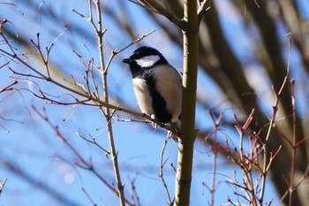 Japanese Tit 東京都 Sat, 1/27/2024