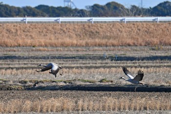 Common Crane 千葉県 Mon, 1/29/2024