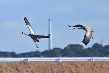 クロヅル 千葉県 2024年1月29日(月)