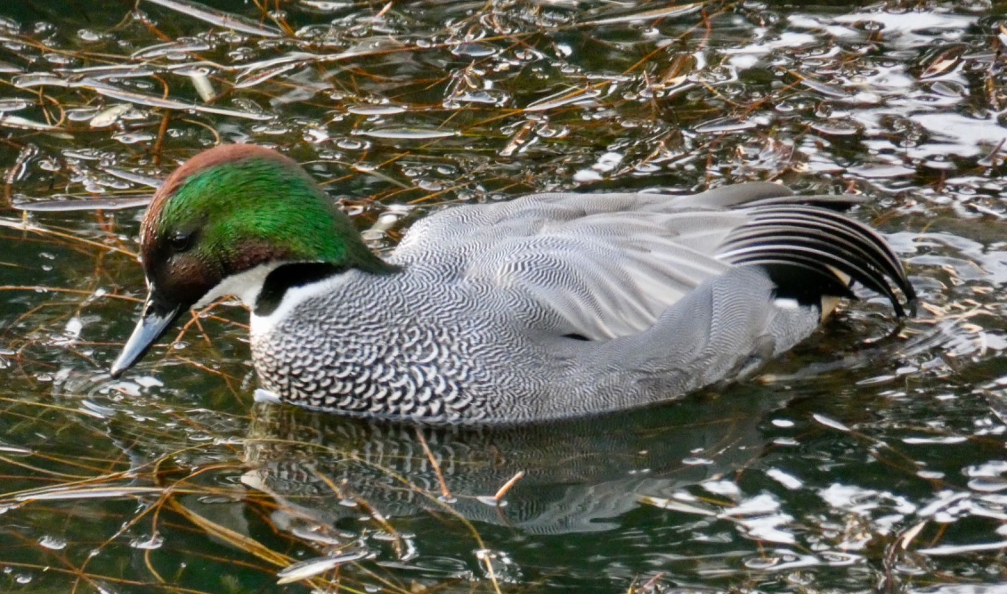 Photo of Falcated Duck at Imperial Palace by のどか