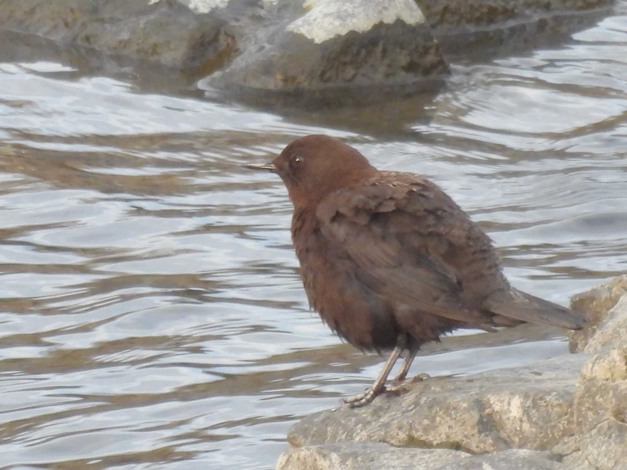 Photo of Brown Dipper at 鴨川 by ゆりかもめ