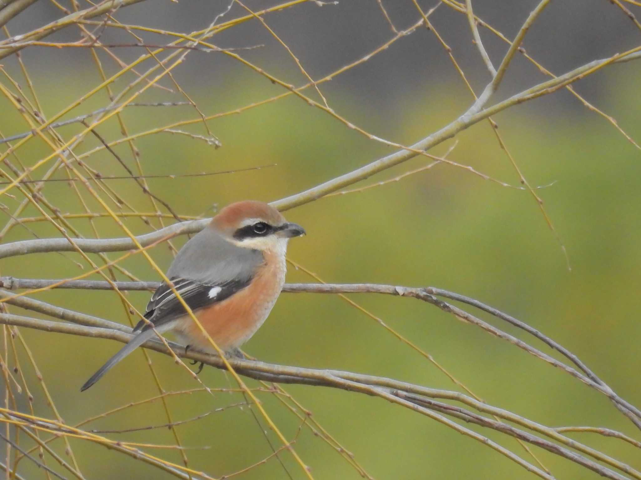 Bull-headed Shrike